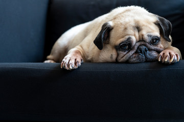 Funny Sleepy Cute Pug Dog with gum in eyes sleep rest on black sofa on the lazy day