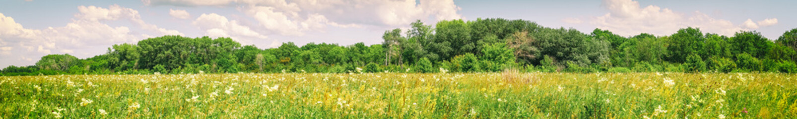 Panorama Summer meadow with flowers in front of forest