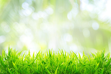 Spring or summer and grass field with sunny background