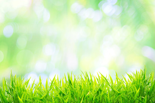 Spring or summer and grass field with sunny background