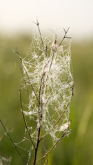 Delicate and thin web