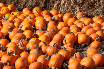 Pumpkins in Autumn Light
