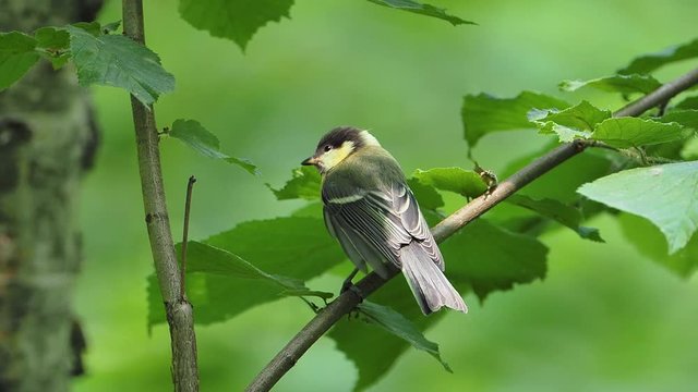 The great tit (Parus major) is a passerine bird in the tit family Paridae. Juvenile great tit sits on a branch