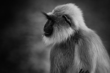 Indian Langur