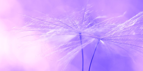 Dandelion seed on a purple-pink background, border. Beautiful spring abstract macro. Soft selective focus.