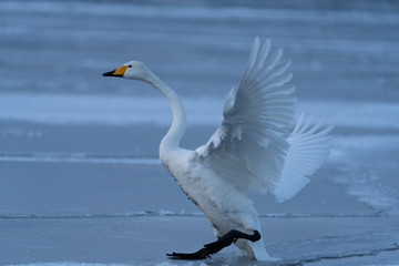 Whooper swan