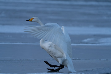 Whooper swan
