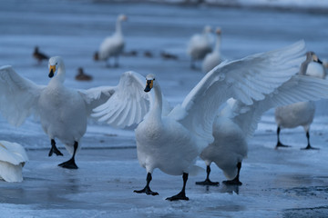 Whooper swan