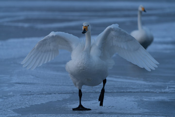 Whooper swan