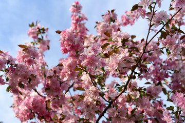 Blossoming decorative apple tree. Pink blossoming apple tree. Beautiful flowers of decorative apple tree or paradise apple tree in sunlight