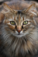 Naklejka na ściany i meble Portrait of furry cat on blurry background