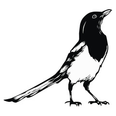 Illustration of magpie stone, chirping mania, suitable for screen printing and logo design - obrazy, fototapety, plakaty