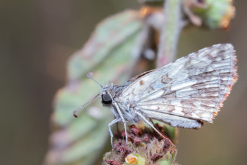 Tiny grey butterfly
