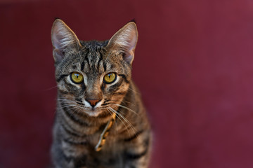 Portrait of furry cat on red background