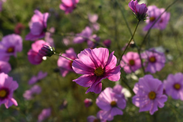 Fototapeta premium Pink cosmos flower against blurry background sunlight