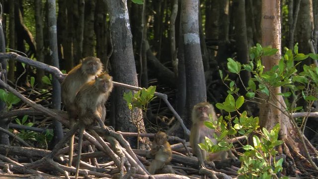 Asian macaques in a real natural environment. Sitting on the branches against the backdrop of impenetrable jungle. Shooting with a telephoto lens. Movie color grade. Long shot with moving background.