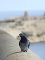A pigeon on a lookout point in La Valletta, Malta