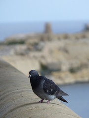 A pigeon on a lookout point in La Valletta, Malta