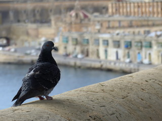 A pigeon on a lookout point in La Valletta, Malta