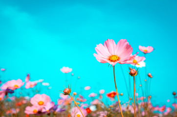beautiful cosmos flowers are blooming in vintage tones with bright sky background.