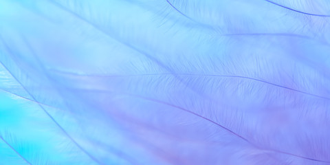 Beautiful Abstract macro, purple feather on a turquoise background, border. Selective soft focus.