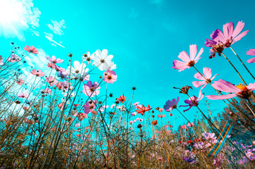 Fototapeta na wymiar beautiful cosmos flowers are blooming in vintage tones with bright sky background.