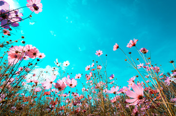 Fototapeta na wymiar beautiful cosmos flowers are blooming in vintage tones with bright sky background.