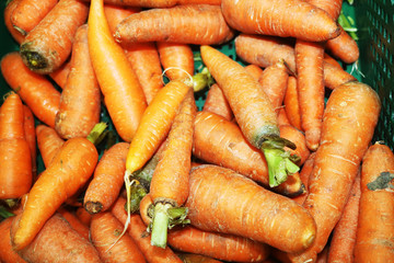 tasty vegetable of carrots on the market photo