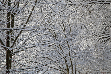Fototapeta premium Abstract winter composition. Snow on the tree branches.
