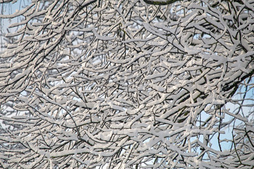 Abstract winter composition. Snow on the tree branches.