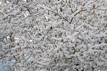 Abstract winter composition. Snow on the tree branches.