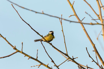 great tit on a branch near the bird feeder