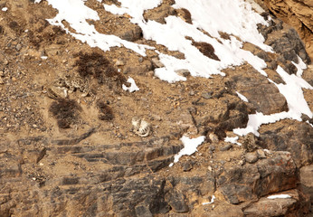 Mother and Cubs on the cliff near Kibber village, Spiti valley of Himachal Pradesh, India