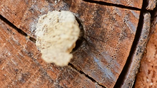 Male solitary wild Mason Bee (Osmia cornuta) hatching from its cavity nest and removing the closure made of clay.