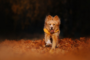 Fototapeta na wymiar happy mixed breed dog runs outdoors in autumn