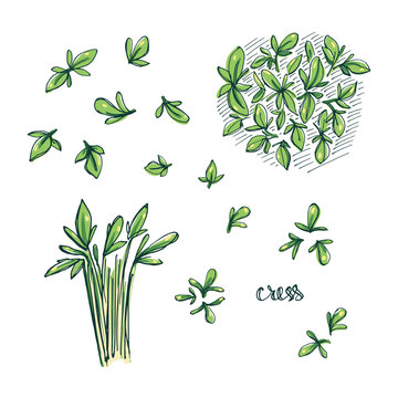  Cress sketch. Culinary herbs and salad leaves set. Hand drawn herbs and spices isolated on white background. Vector illustration