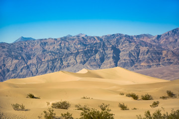 Fototapeta na wymiar mesquite flat sand dunes in death valley desert in front of blue mountain range, panamit mountain range, sunny day blue sky