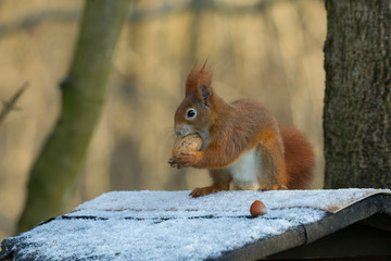 European brown squirrel in winter coat on a branch in the forest
