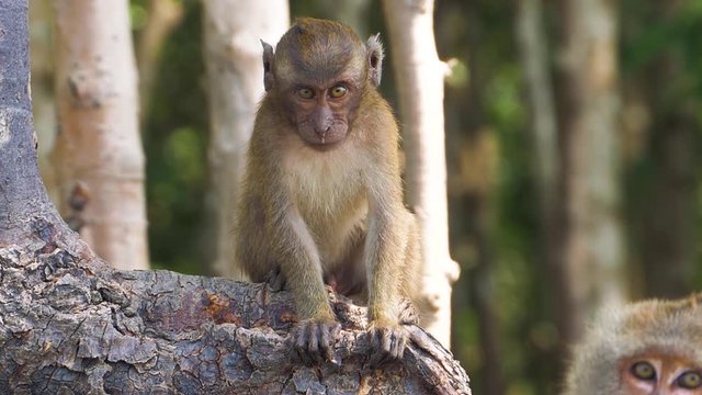 Freaky young macaque sitting on the root of a tree in jungle on Thailand island. Close-up shot. Movie color grade.