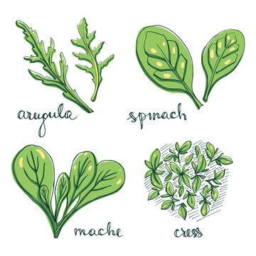 Arugula, spinach, mache, cress sketches. Culinary herbs and salad leaves set. Hand drawn herbs and spices isolated on white background. Vector illustration