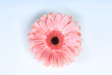 Pink Gerbera Daisy Flower Close Up on White Background