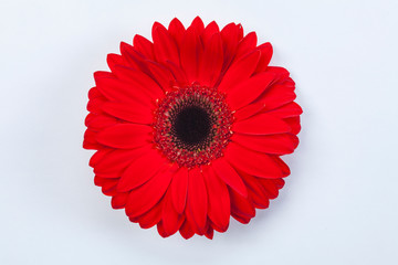 Red Gerbera Daisy Flower Close Up on White Background