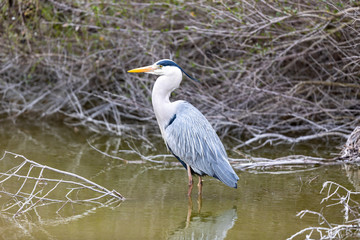 great blue heron