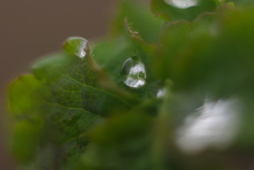 drop of dew on a green spring leaf