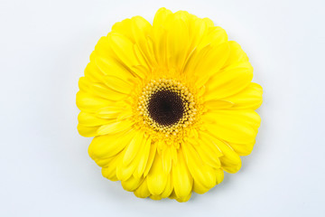 Yellow Gerbera Daisy Flower Close Up on White Background