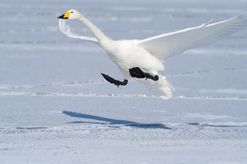 Whooper swan
