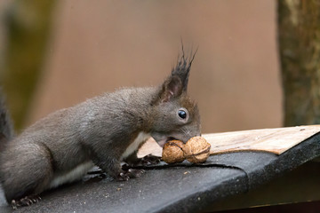 European brown squirrel in winter coat on a branch in the forest