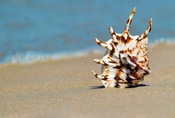 Fototapeta na wymiar Seashell on a beach