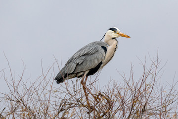 great blue heron in tree