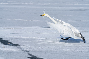 Whooper swan